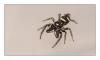 Salticus scenicus